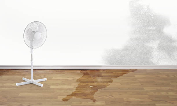 Best Flood damage cleanup  in Kendall Park, NJ